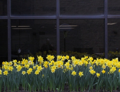 Book Cover Variant Thumbnail